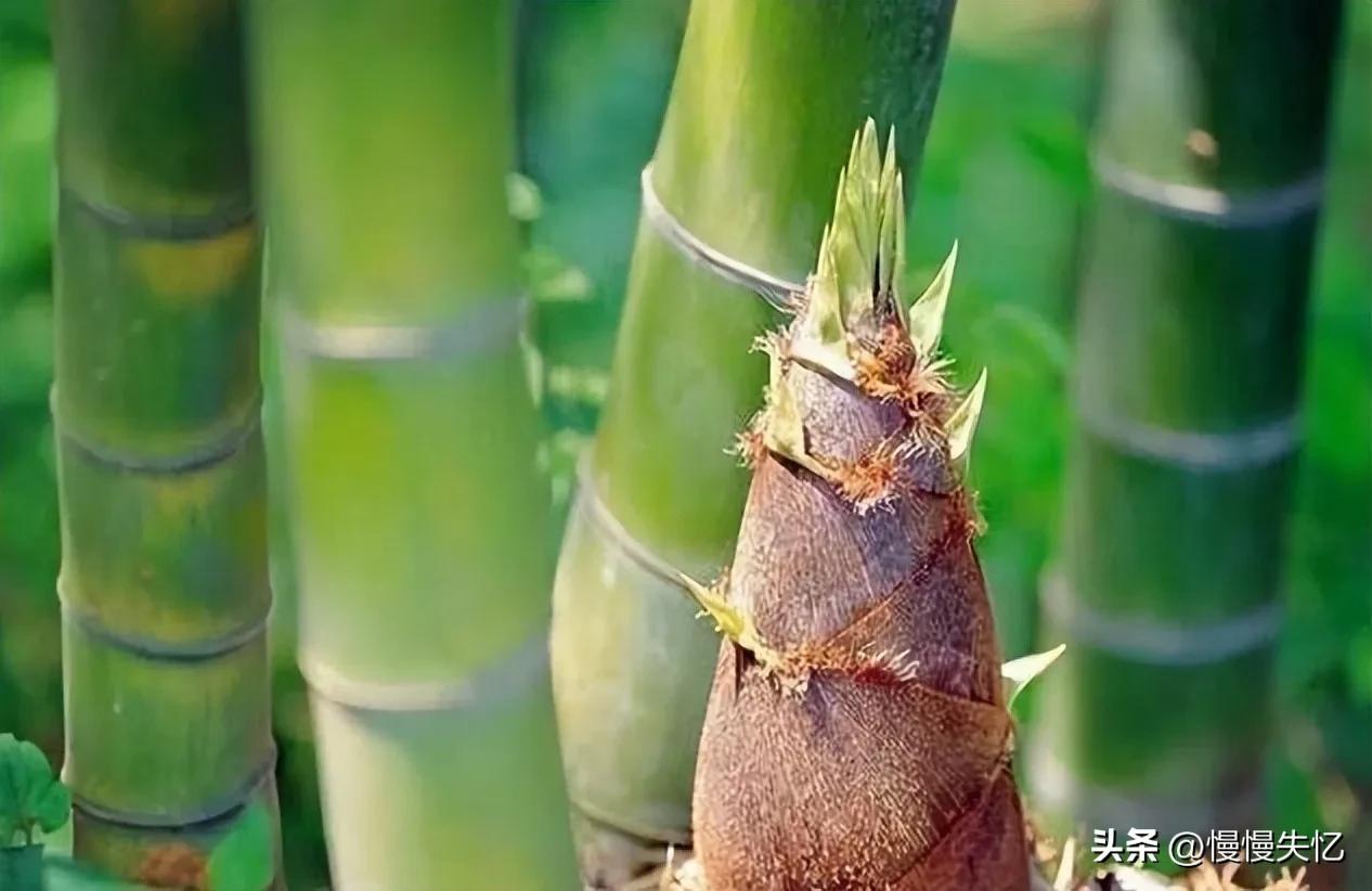 关于初夏诗词大全赏析（20首初夏诗词）