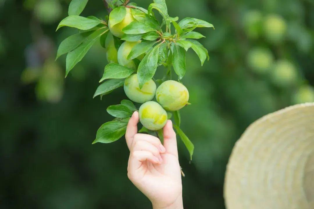 夏日诗词的词有哪些（30首夏日诗词）