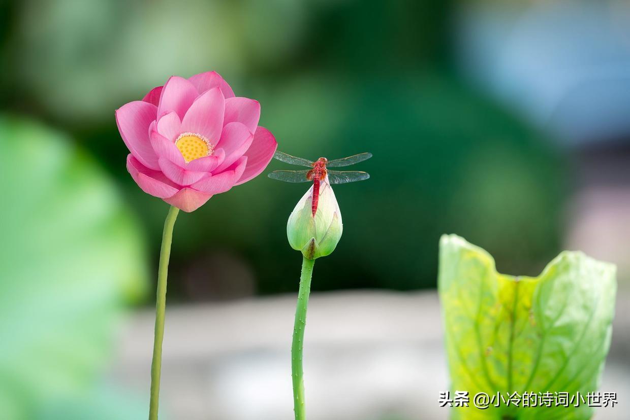 关于夏天诗词赏析（十首初夏的绝美古诗）