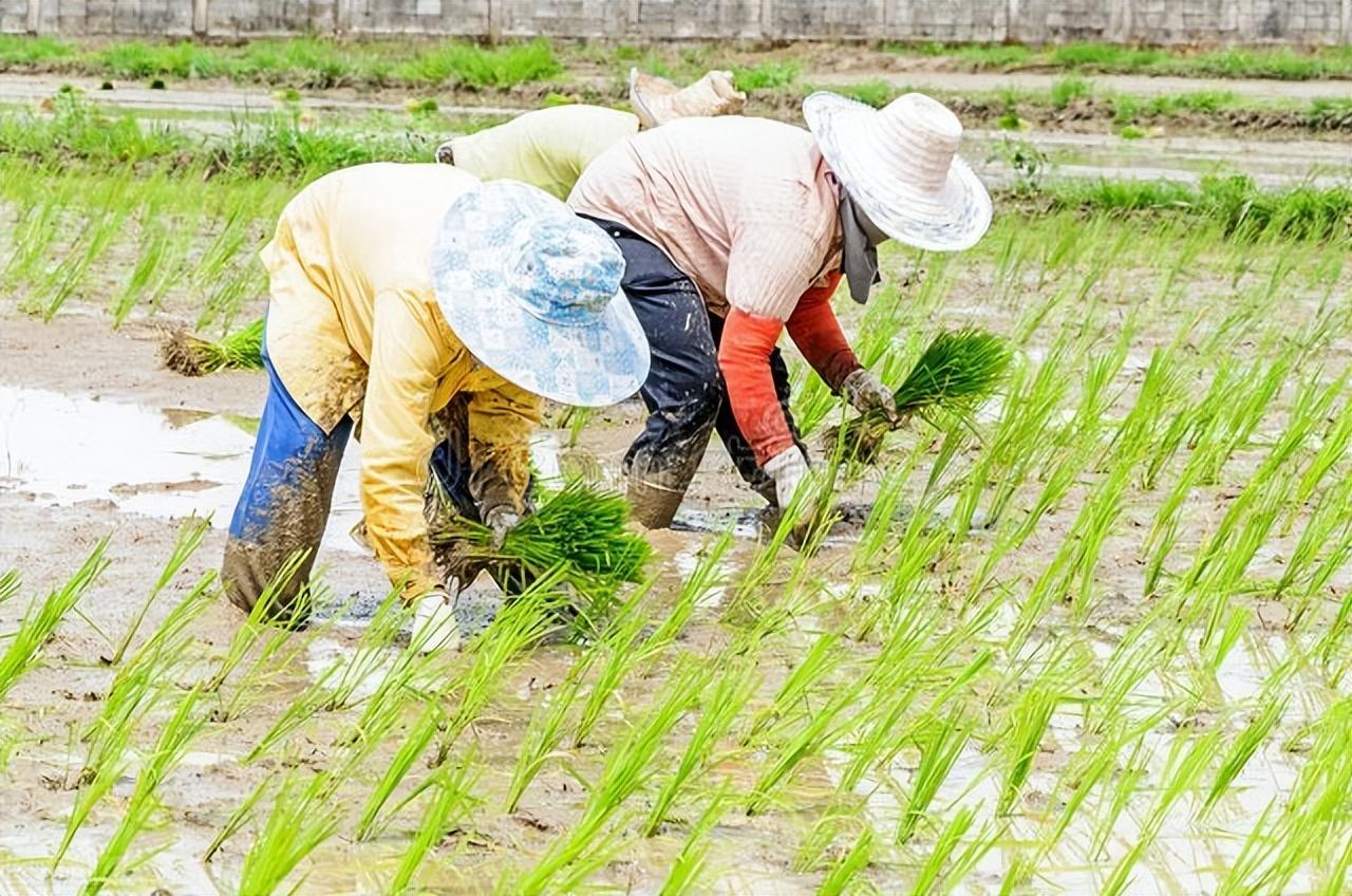 播秧苗的田园诗句（十二首插秧诗词）