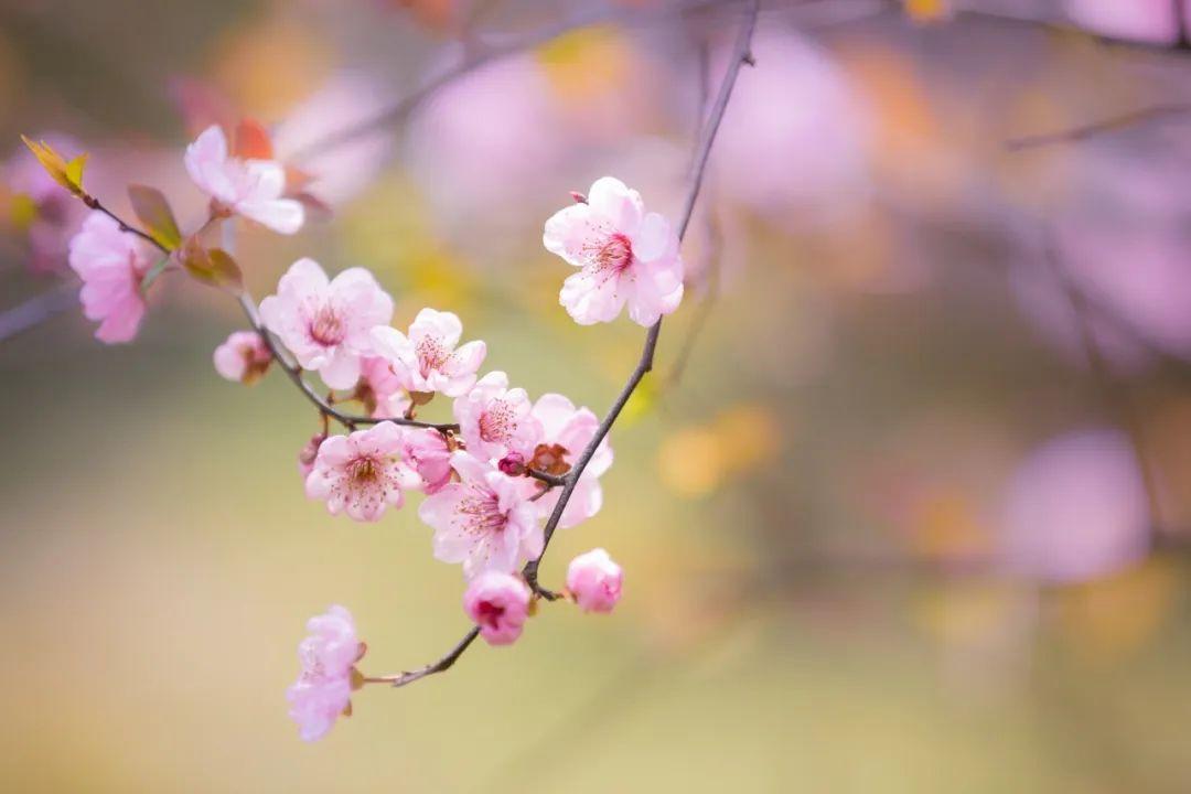 春天花开雨打花瓣落的诗句（100句春花诗词）