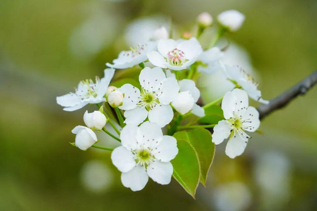 春天花开雨打花瓣落的诗句（100句春花诗词）