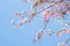 春天花开雨打花瓣落的诗句（100句春花诗词）