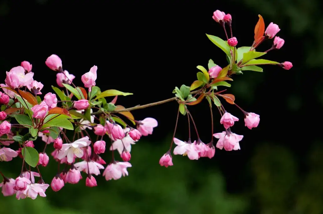 春花美景的诗句（50种花卉配50首古诗）