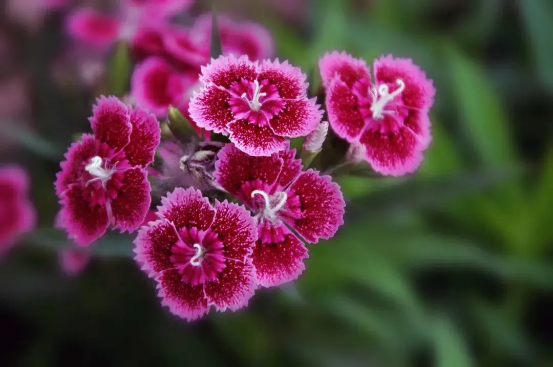 春花美景的诗句（50种花卉配50首古诗）