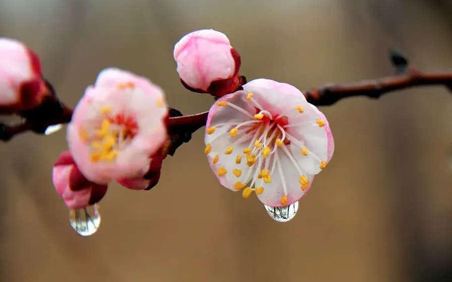 春花美景的诗句（50种花卉配50首古诗）