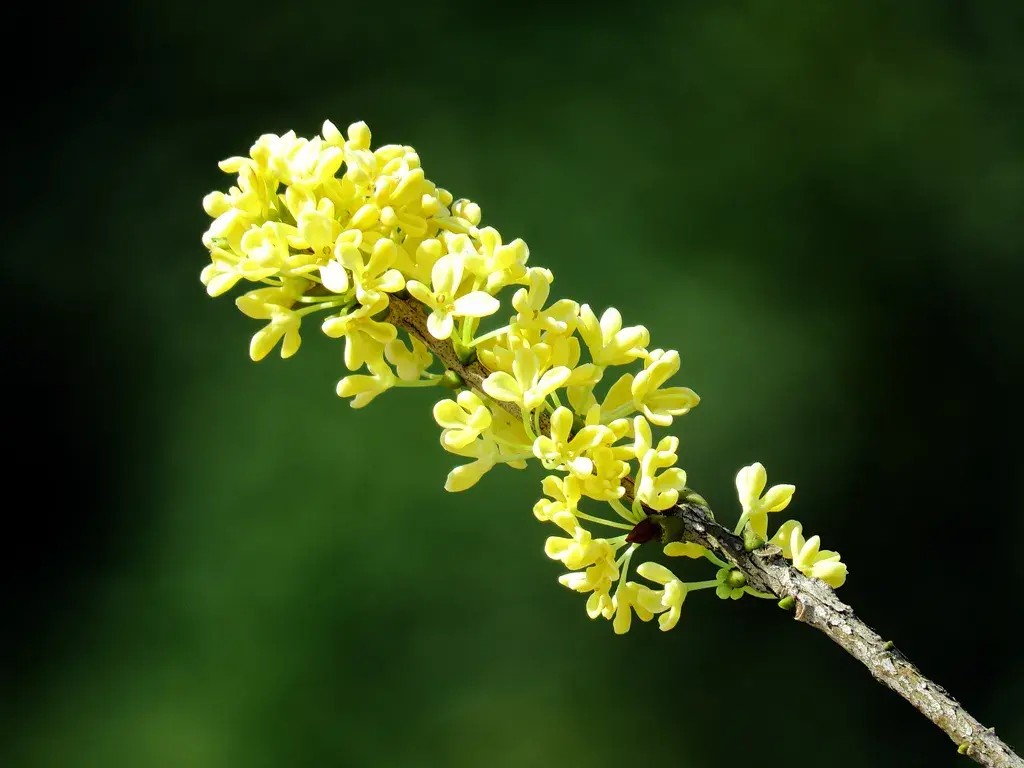 春花美景的诗句（50种花卉配50首古诗）