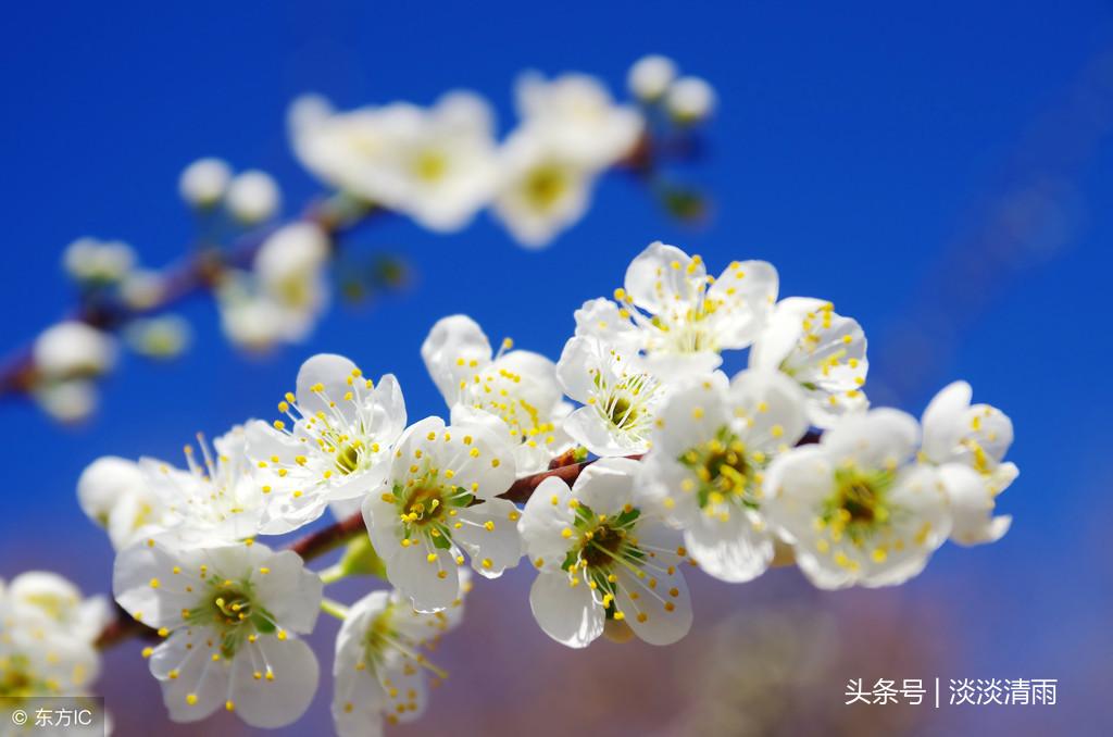 赞美春天的花朵诗句（描写各种鲜花的诗词）