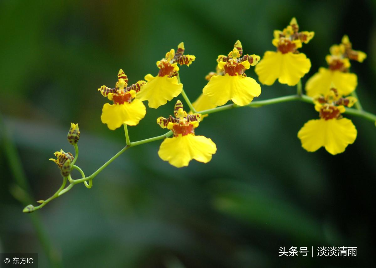 各种花卉诗词欣赏20首（春花美景的诗句）