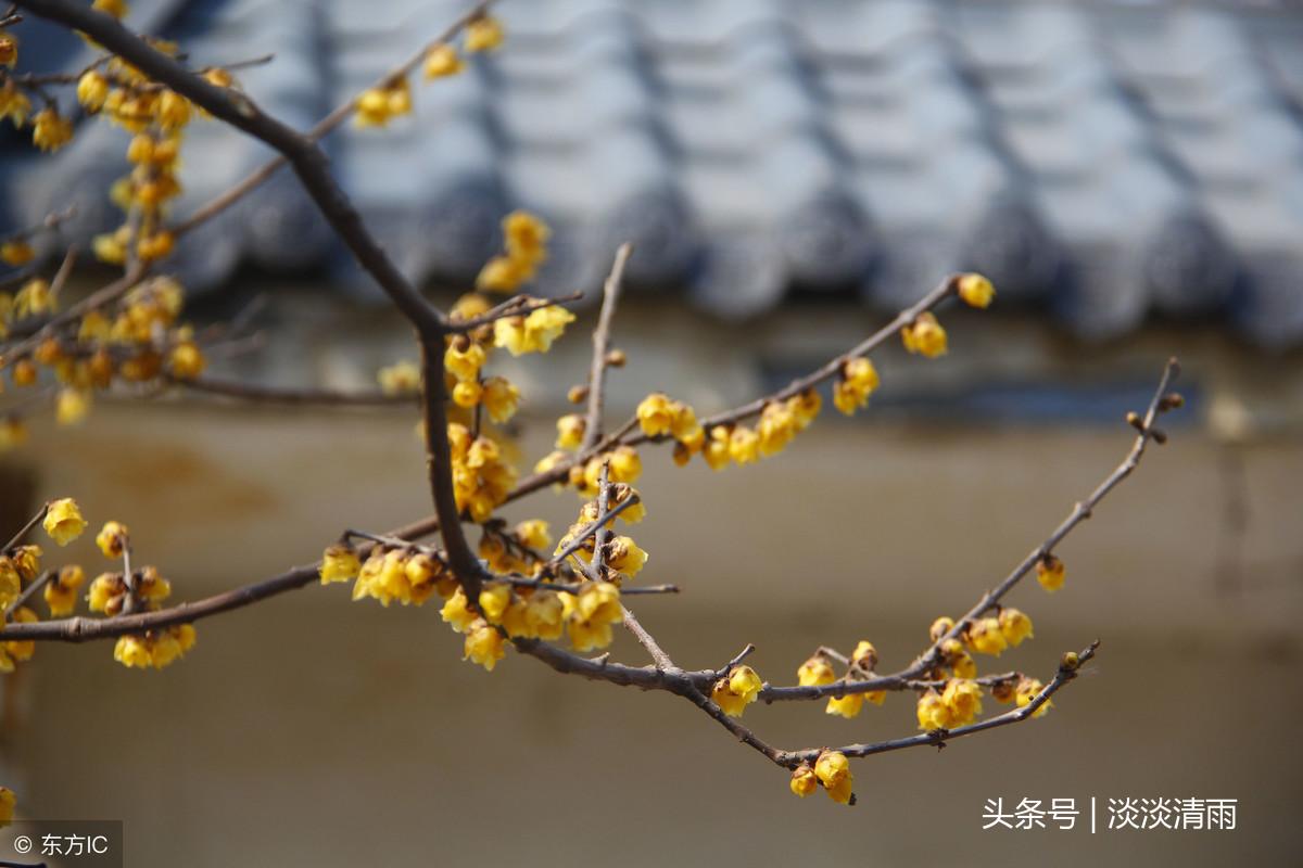 各种花卉诗词欣赏20首（春花美景的诗句）