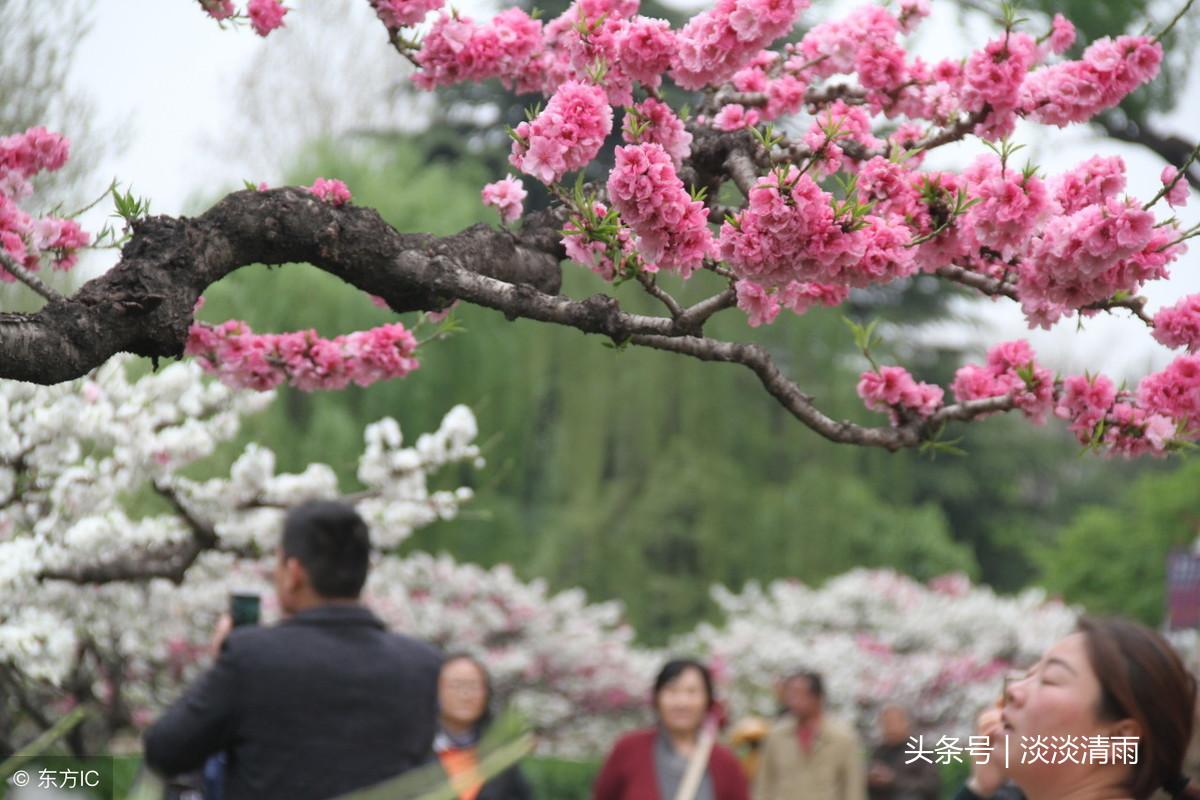 各种花卉诗词欣赏20首（春花美景的诗句）