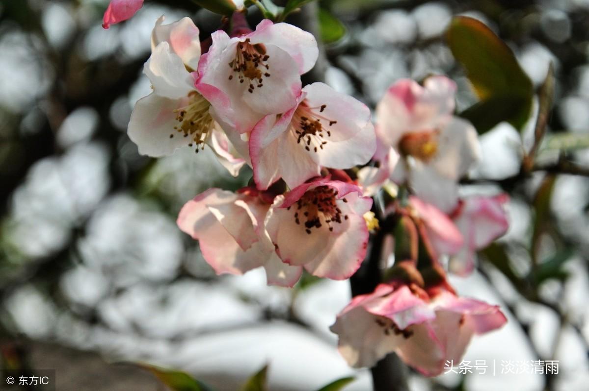 各种花卉诗词欣赏20首（春花美景的诗句）