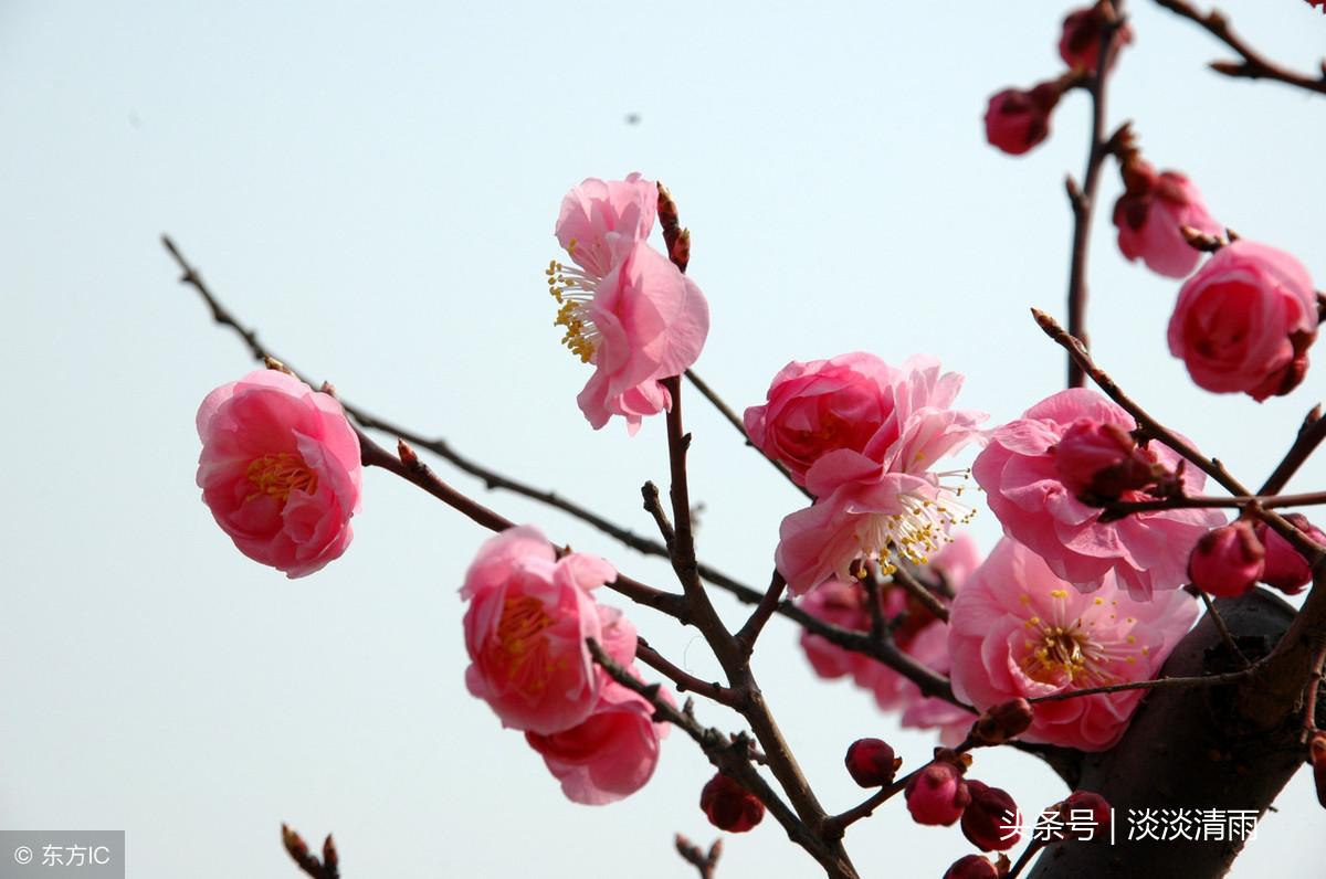 各种花卉诗词欣赏20首（春花美景的诗句）