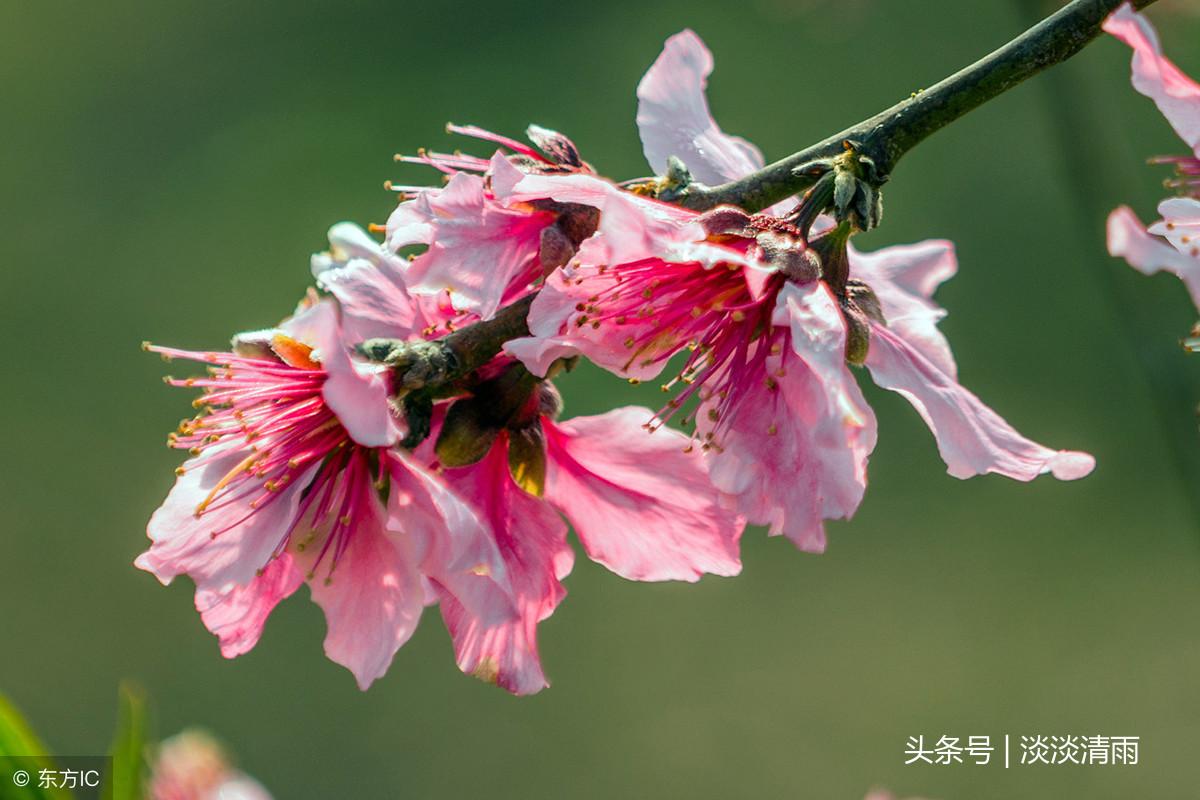 各种花卉诗词欣赏20首（春花美景的诗句）