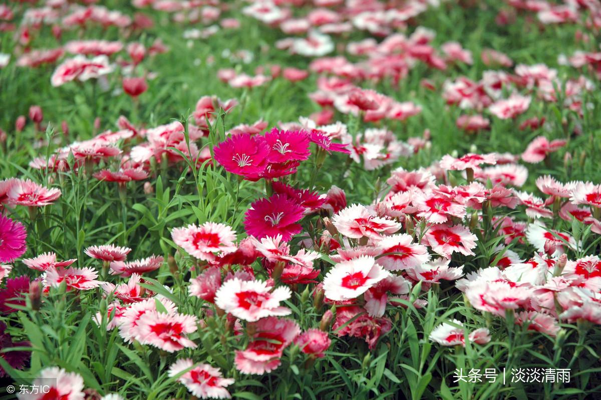 各种花卉诗词欣赏20首（春花美景的诗句）