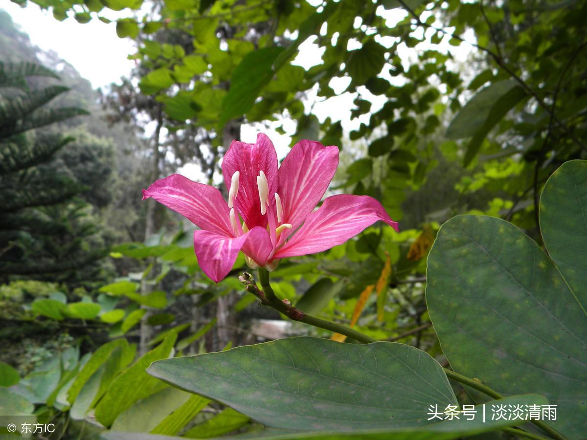 各种花卉诗词欣赏20首（春花美景的诗句）