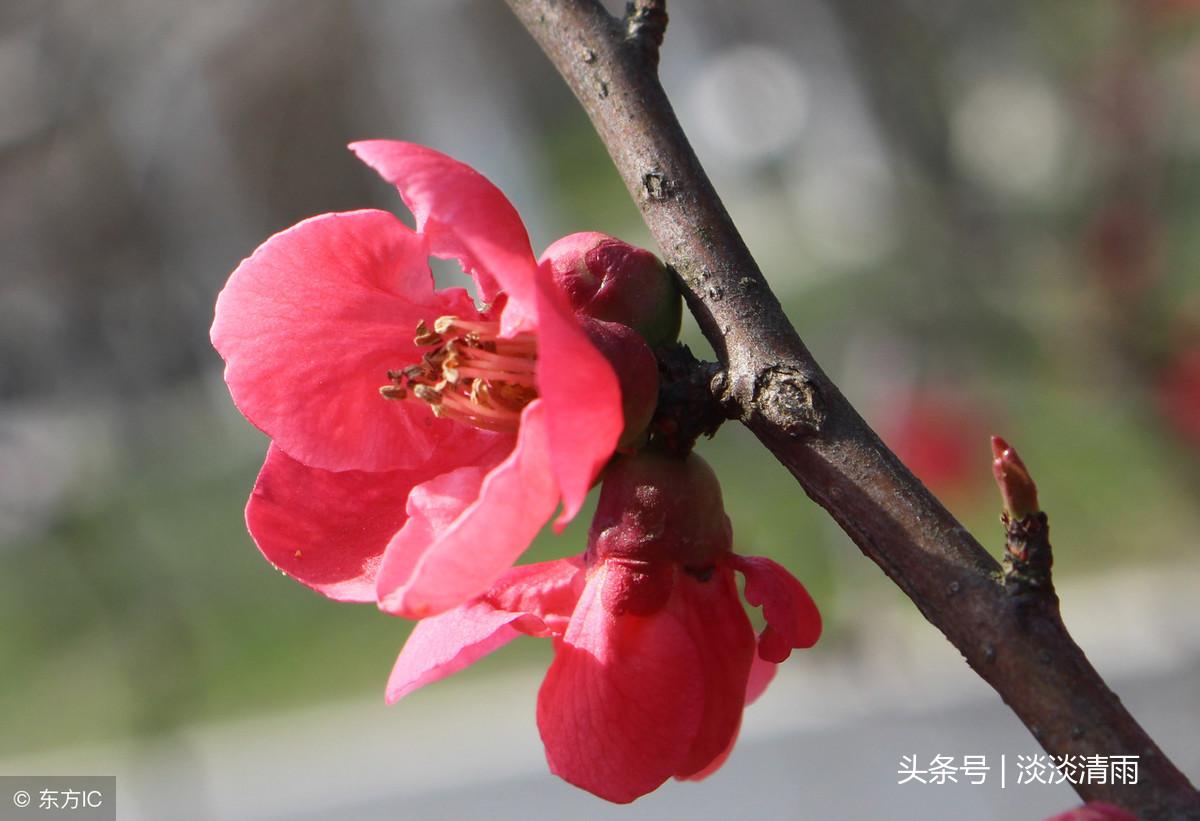 各种花卉诗词欣赏20首（春花美景的诗句）