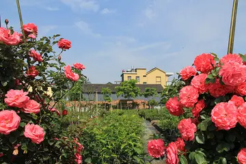 学校的花园作文（《梦想的花园》）