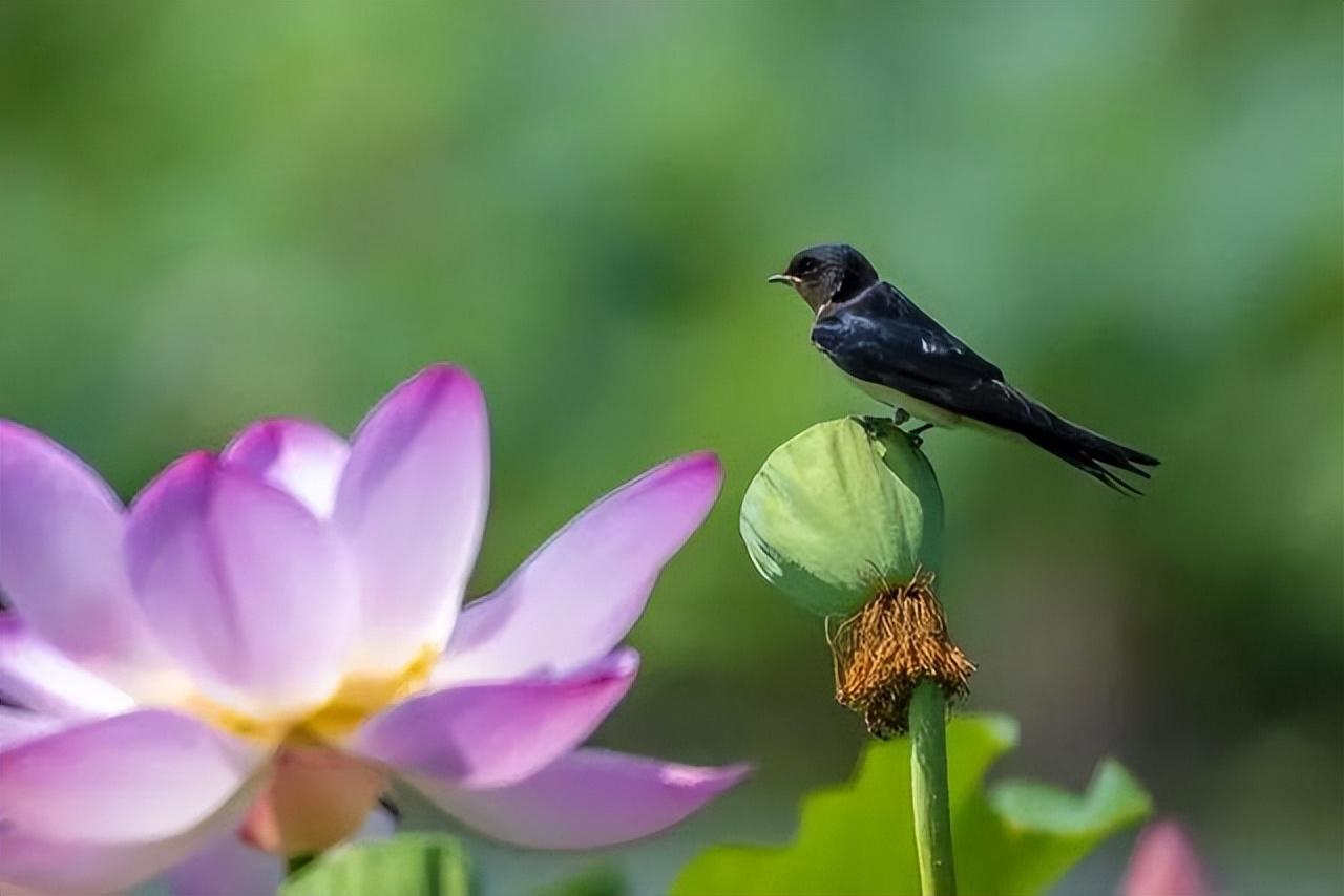 贺铸的一首夏日小诗（夏天唯美的诗句）