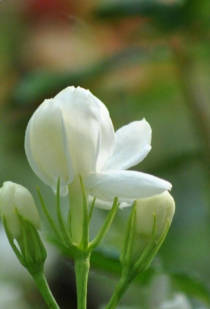 茉莉花诗词经典名句（十五首最美的茉莉花诗词）