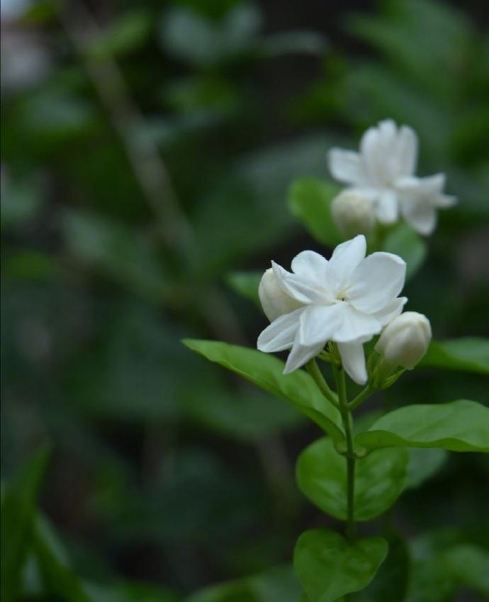 茉莉花诗词经典名句（十五首最美的茉莉花诗词）