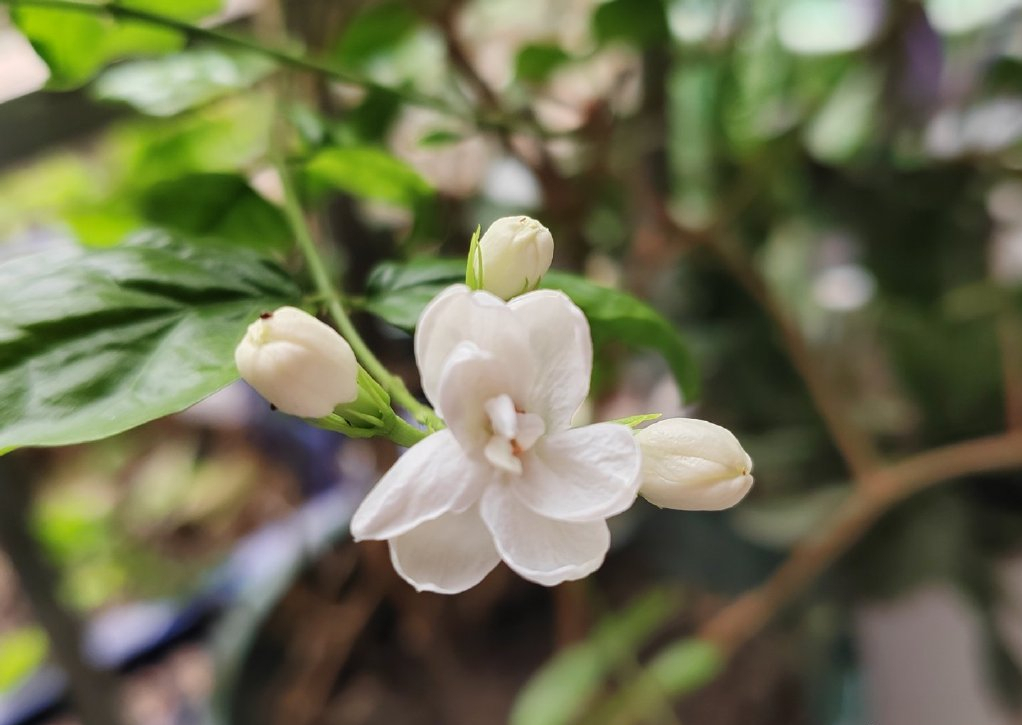 茉莉花诗词经典名句（十五首最美的茉莉花诗词）