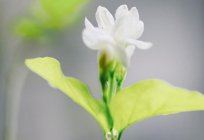 茉莉花诗词经典名句（十五首最美的茉莉花诗词）