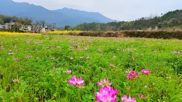 乡村的风景作文（《乡村的风景》）