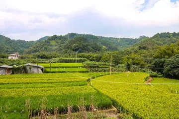 乡村的景色作文（《乡村的风景》）