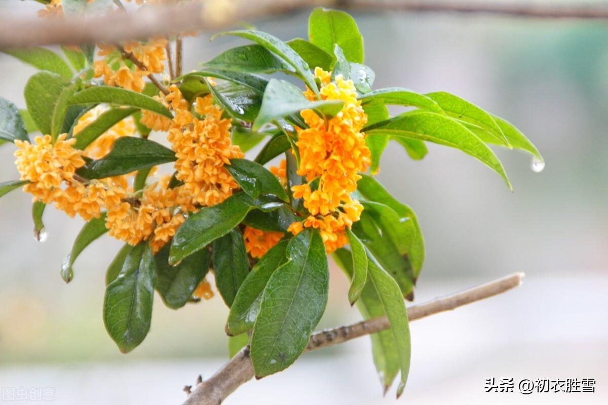 白露节气古诗词赏析（白寒露节气古诗）