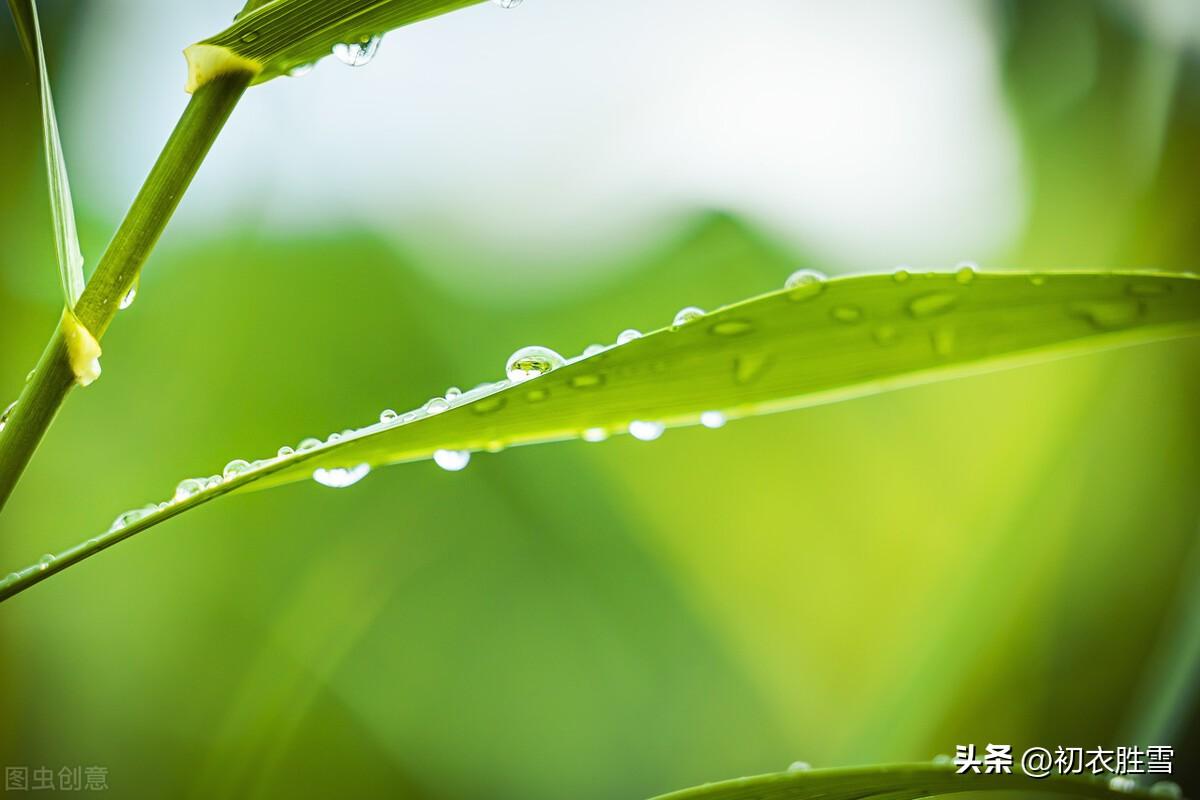 白露节气古诗五言（秋露古诗五首赏读）