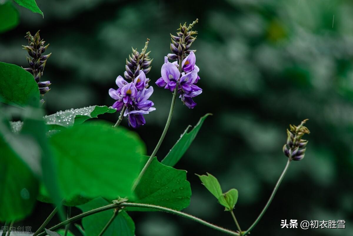 寒露古诗词有哪些（寒露节气美诗六首）