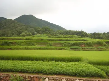 未来的家乡作文（《家乡的田园》）