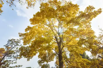 关于家乡的元宵节作文（《家乡的趣事》）