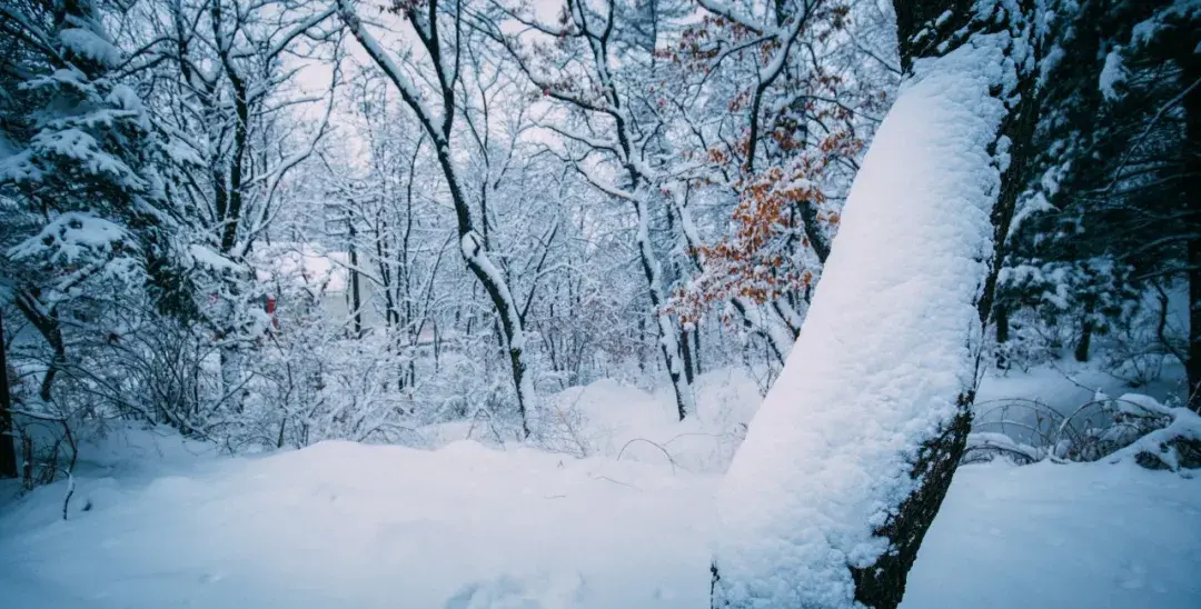 咏雪诗词鉴赏（精选8首咏雪诗词）