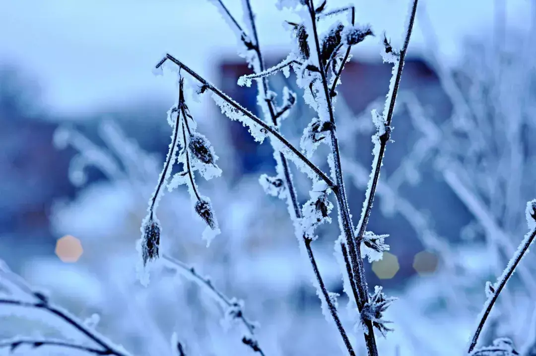 大雪诗词句古诗大全（10首大雪诗词）