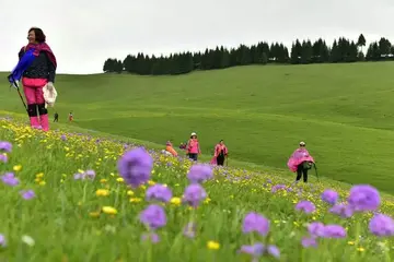 大自然的美景作文（《草原的美景》）