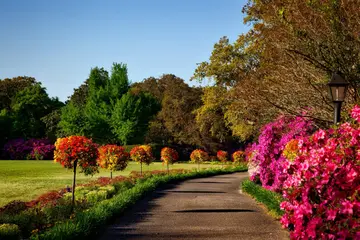 公园的美景作文（《夏天的美景》）