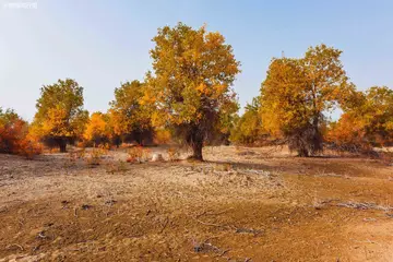 校园的美景作文（《冬日的美景》）