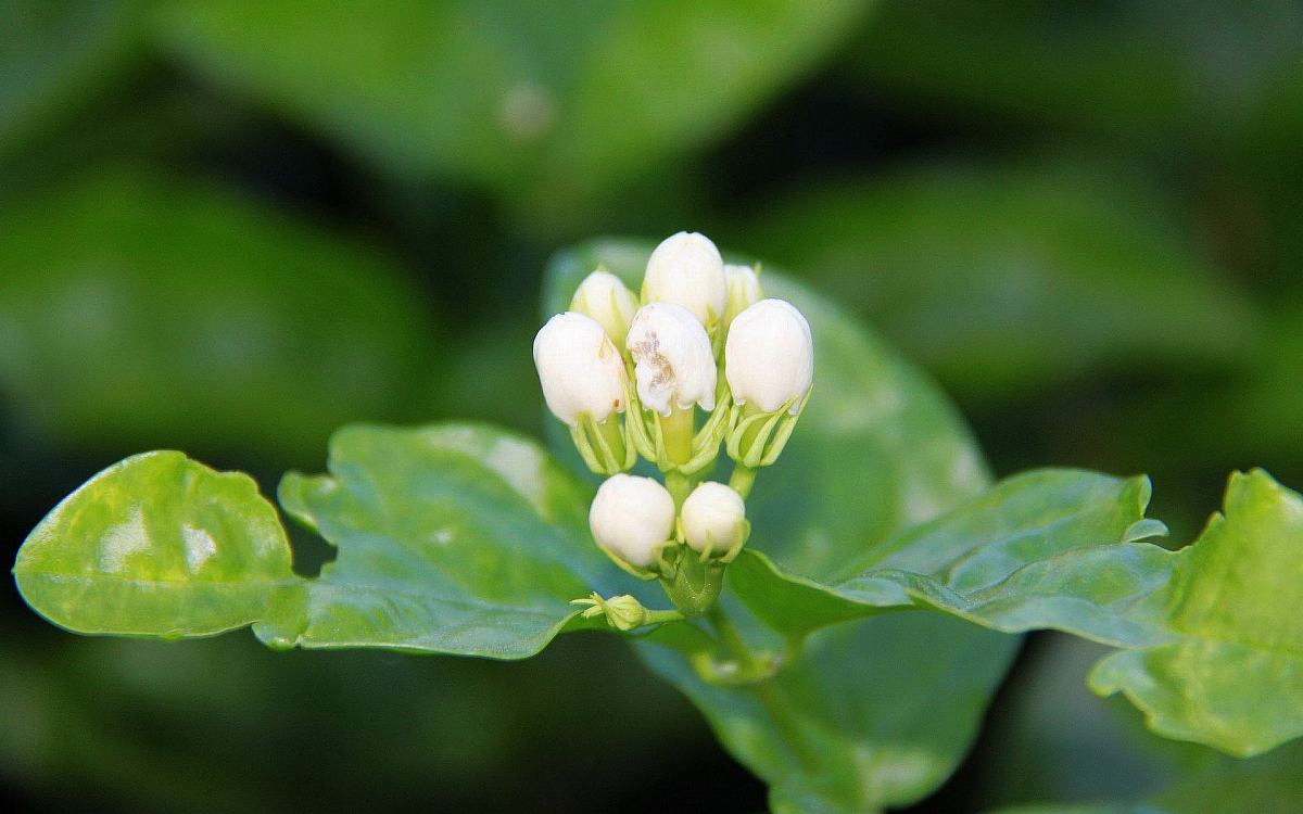 茉莉花古诗词大全（茉莉花古诗词80首）