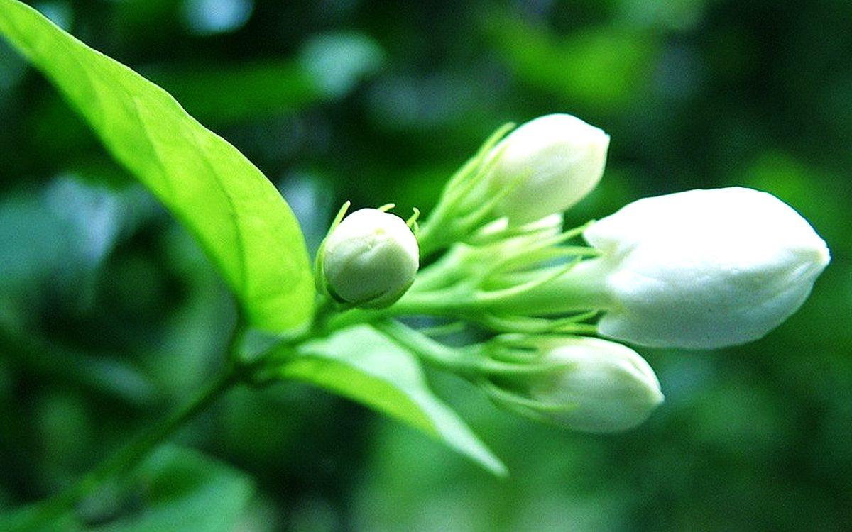 茉莉花古诗词大全（茉莉花古诗词80首）