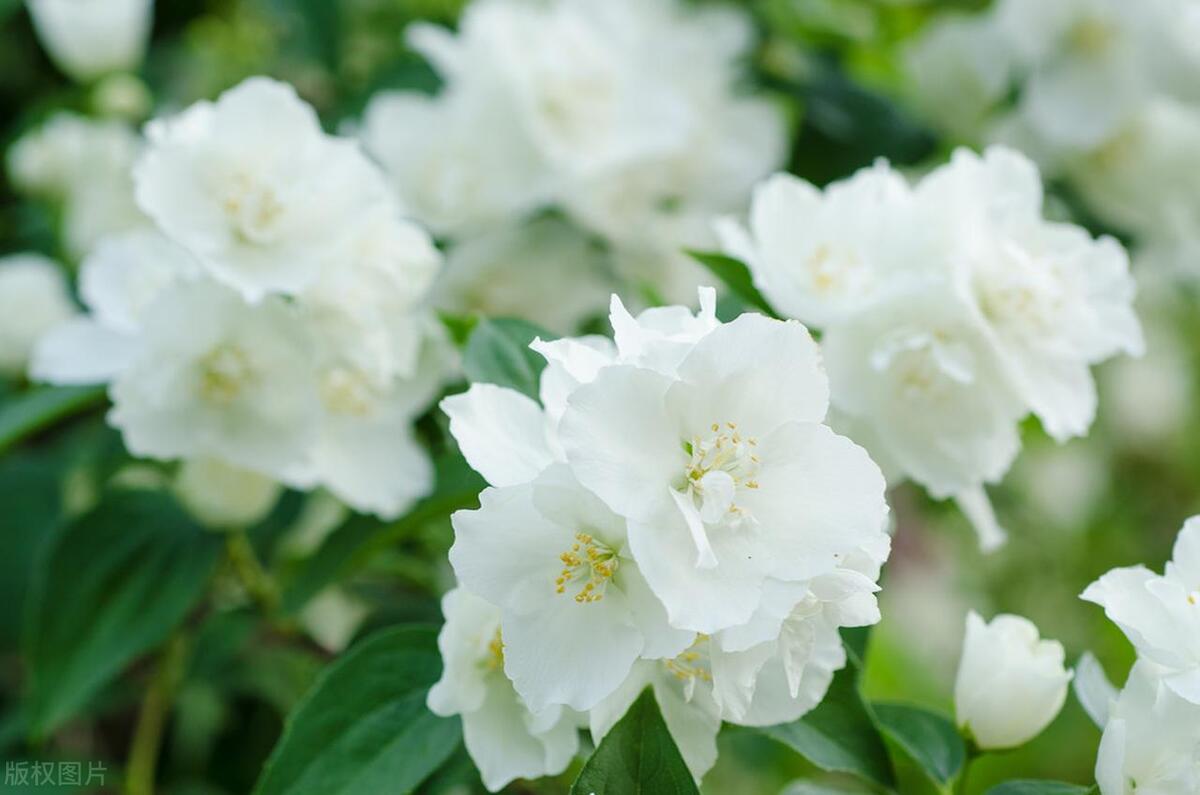 茉莉花古诗词大全（茉莉花古诗词80首）