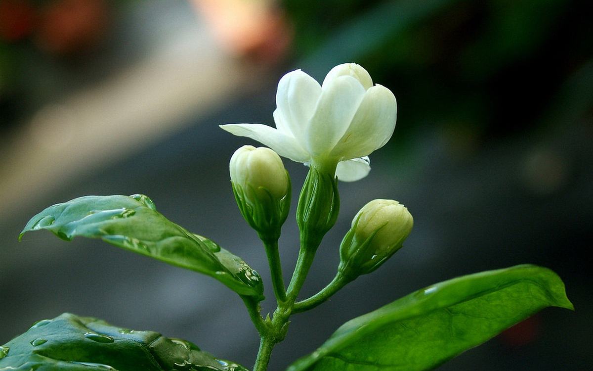 茉莉花古诗词大全（茉莉花古诗词80首）