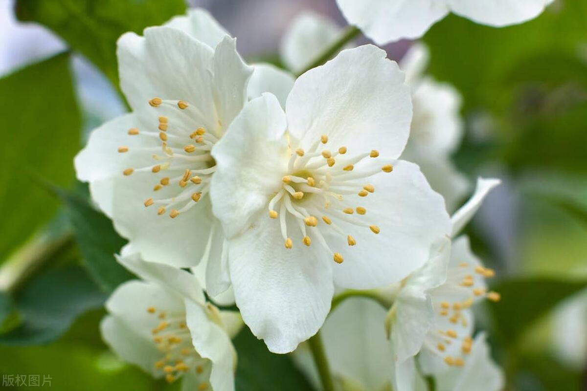 茉莉花古诗词大全（茉莉花古诗词80首）