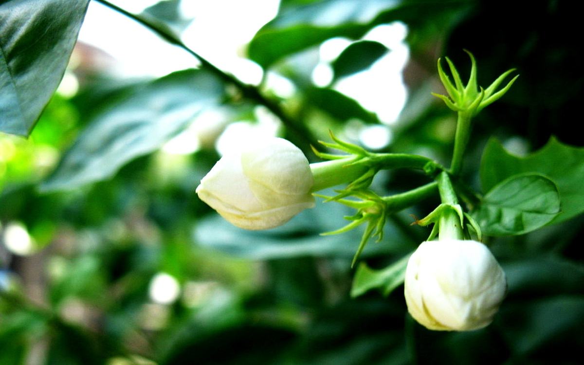 茉莉花古诗词大全（茉莉花古诗词80首）