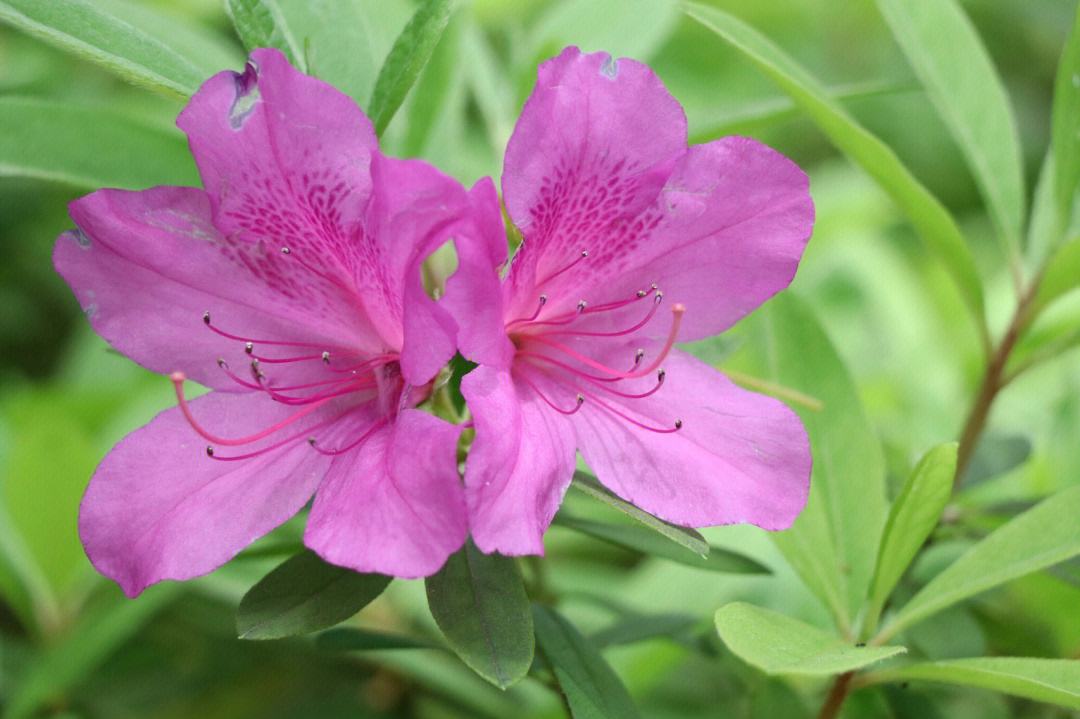 杜鹃花古诗词36首（赞美杜鹃花古的诗词）