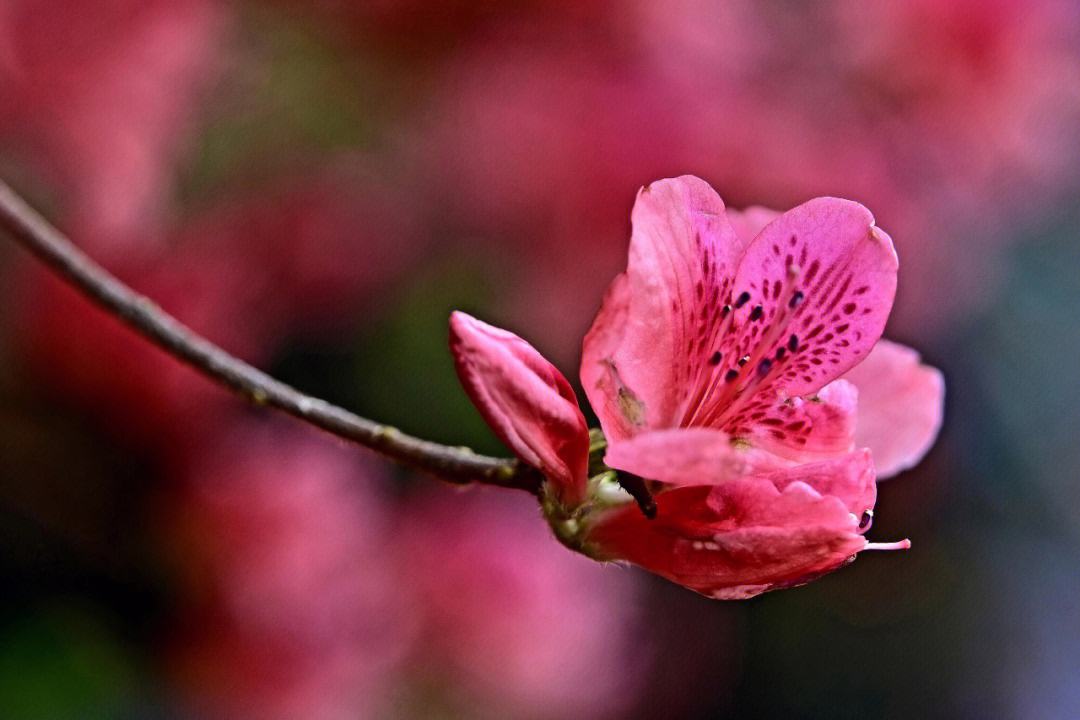 杜鹃花古诗词36首（赞美杜鹃花古的诗词）