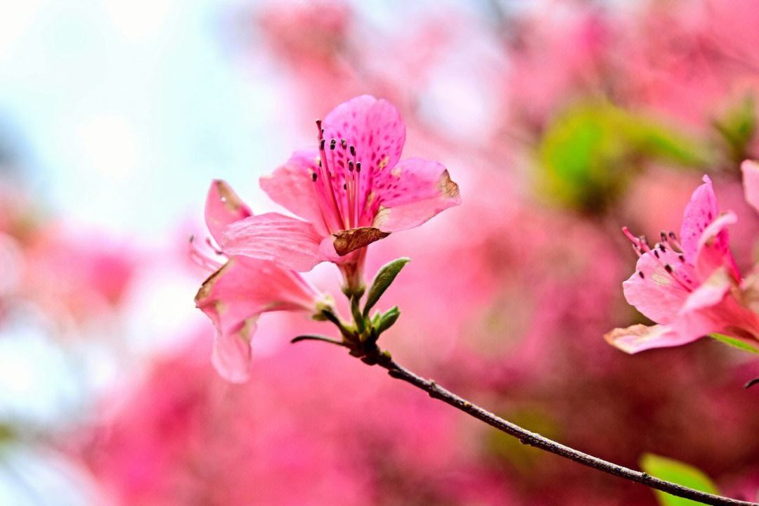 杜鹃花古诗词36首（赞美杜鹃花古的诗词）