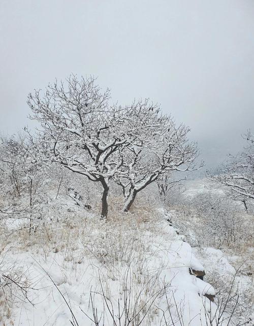 2021年大雪的说说（2023年的大雪，让我感受到了冬季的美丽）