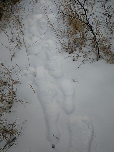 描述雪后的句子（探寻雪后美景）